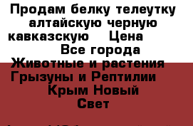 Продам белку телеутку алтайскую,черную кавказскую. › Цена ­ 5 000 - Все города Животные и растения » Грызуны и Рептилии   . Крым,Новый Свет